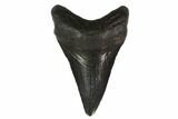 Fossil Megalodon Tooth - South Carolina #130845-1